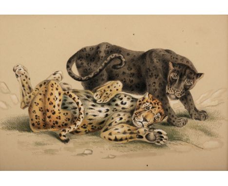 * English School. Four watercolour drawings of big cats, circa 1828, 4 pen, black ink, pencil and watercolour drawings on cre