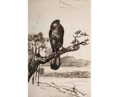 * Attributed to Archibald Thorburn (1860-1935). Study of a sparrowhawk, pen &amp; brown ink on paper, depicting a bird of pre