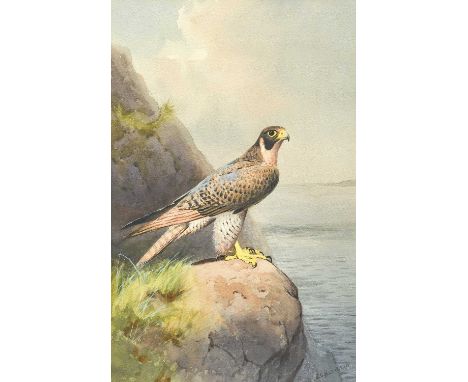 John Cyril Harrison (1898-1985) Peregrine Falcon Signed, watercolour, 44cm by 29cmSold together with five letters from the ar