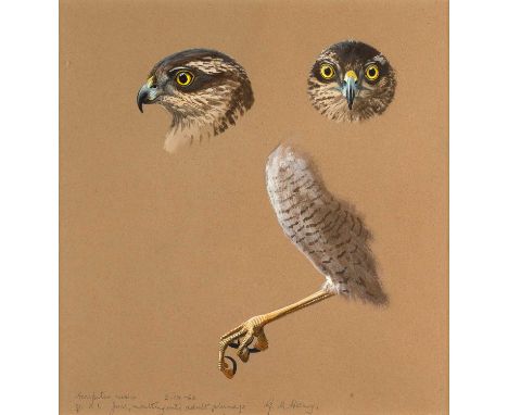 George Morrison Reid Henry (1891-1983) "Accipiter nisus" - Studies of a Eurasian Sparrow Hawk Signed, inscribed and dated 2-I