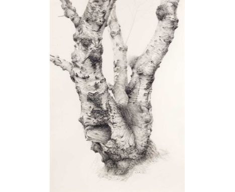 Raymond Booth (1929-2015) “Tree Study” Signed and dated 1995, pencil, 50.5cm by 35.5cm 