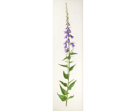 Raymond Booth (1929-2015) “A Denophora Species” Signed, oil on paper, 98cm by 27.5cm There is a slight uneveness/undulations 