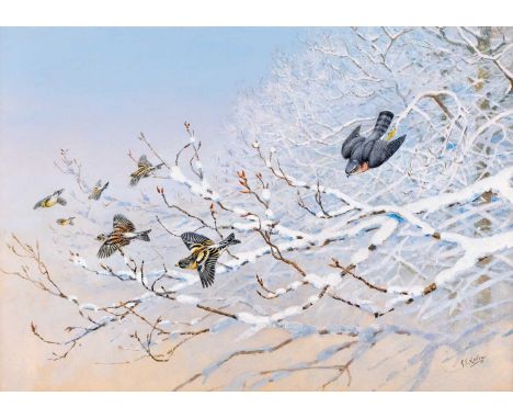 George Edward Lodge (1860-1954) ''The Raid in the Snow'' - Sparrowhawk and Bramblings Signed, gouache, 36cm by 50.5cm   Exhib