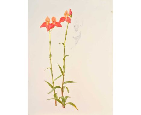 Raymond Booth (1929-2015) Slipper Orchid Pencil and oil on paper, 74.5cm by 55cm (unframed) 