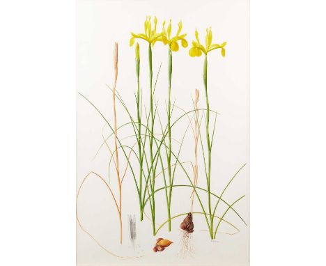 Raymond Booth (1929-2015) “Iris Spuria” (2002) Signed and dated 2002, pencil and oil on paper, 71.5cm by 47.5cm The paper is 