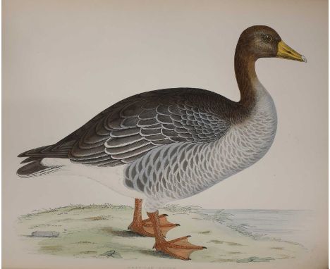 MORRIS, B R: British Game Birds and Wildfowl, Groombridge, no date. Complete with 60 hand coloured plates. 4to. Original clot