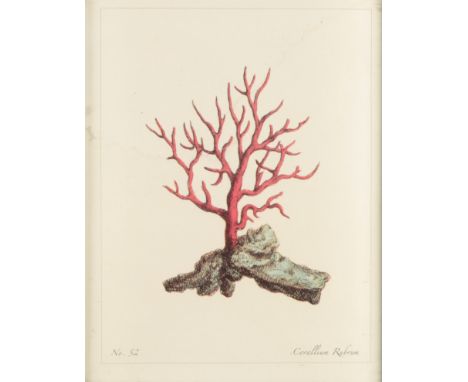 A SET OF FOUR DECORATIVE PRINTS OF CORAL IN MIRRORED FRAMES each approx 24cm x 19cm (4) From The Estate of John Whitwell MS, 
