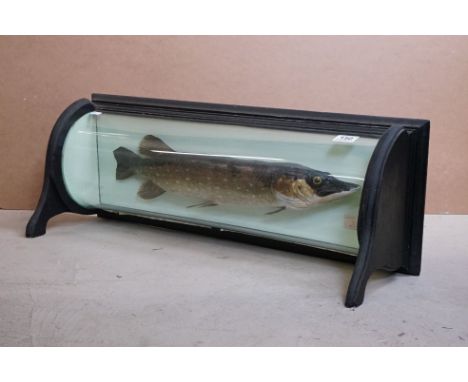 Taxidermy - Early 20th Century Pike mounted within a bow-fronted ebonised &amp; glazed case, with paper label 'Caught on Trou