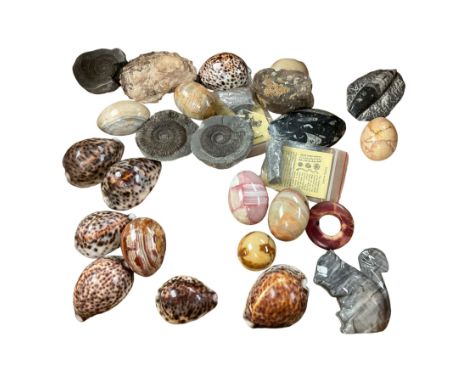 Collection of fossils, including ammonites, together with shells and stone eggs 