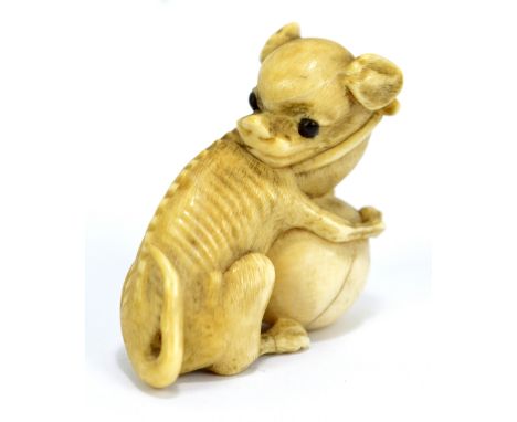 A Japanese carved ivory netsuke of a dog with pronounced ribs playing with a ball, unsigned, approx 3.6 x 4cm.