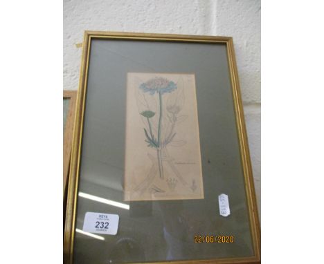 SMALL FRAMED BOTANICAL PRINT, POSSIBLY A BOOK PLATE, TOTAL WEIGHT INC FRAME 22CM