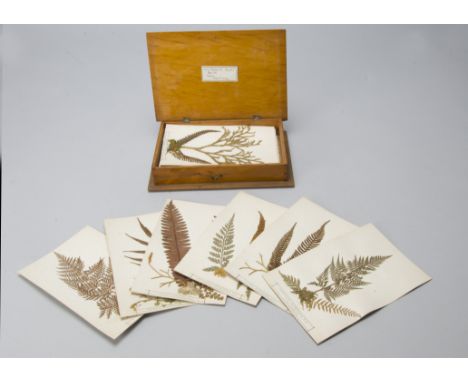 Eric Craig (1829-1923) New Zealand Fern Specimens,  each dried specimen mounted on card, 210mm x 140mm, taxonomy in letterpre