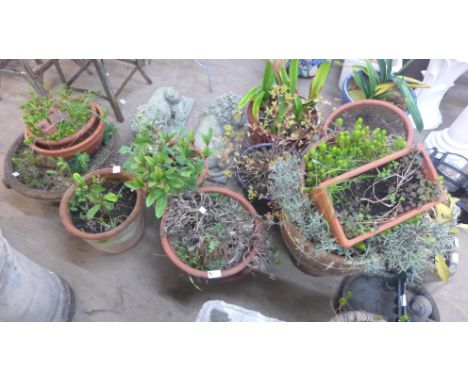 A collection of terracotta planters and one ceramic planter 