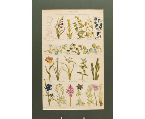 Four 19th Century Botanical book prints with later hand colouring, printed on laid paper, plates 3-6 or pages 10-13 of an unk