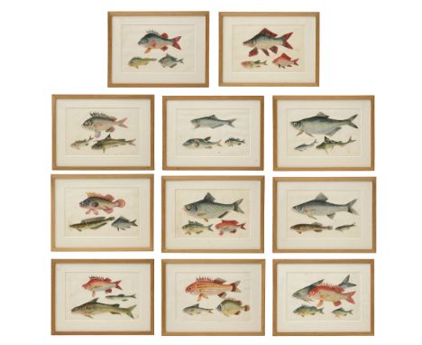 Mid 19th Century Chinese School. Eleven studies of fish gouache on pith / rice paper, mounted, contemporary light oak frames,