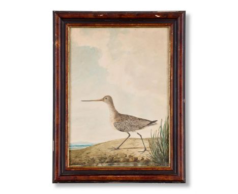 SIR WILLIAM ELFORD (BRITISH 1749 - 1837) A SET OF SIXTEEN WATERCOLOURS TO INCLUDE: PARTRIDGE; BLUE TIT; HERON; BULL FINCH; DU