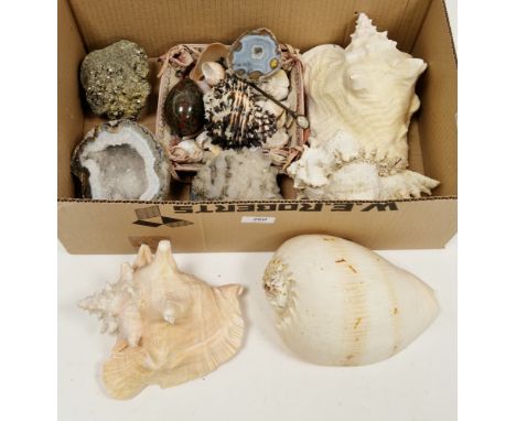 Collection of seashells&nbsp;including a Queen conchshell, 21cm long, a Murex Ramosus seashell and a Murex Radix shell plus a