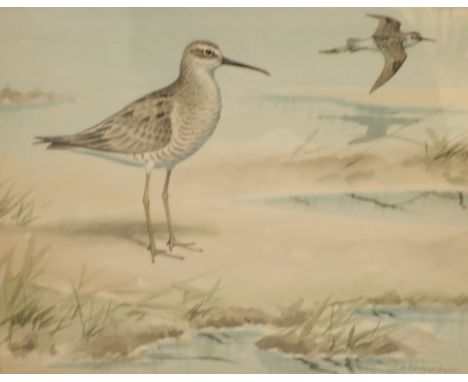 R A RICHARDSON Two Snipe watercolour on paper 29 x 22 cm