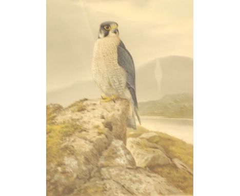 R DAVID DIGBY Launching into Space Peregrine Falcon oil on canvas 30 x 23 cm