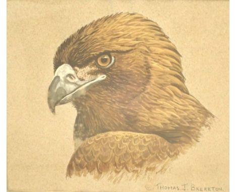 THOMAS J BRERETON Golden Eagle watercolour on paper 18 x 17 cm CONDITION REPORT: P&amp;P to a UK address would be £20.00 plus