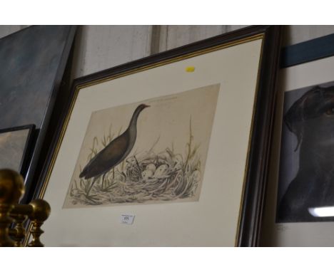 A 19th Century coloured print of a water hen and eggs 