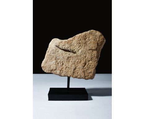 Ca. 300,000 BC.A fossilised vertebrae on a limestone rock. The bone is in excellent condition and the dark colour stands out 