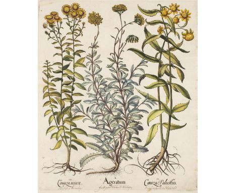 *Besler (Basilius). Ageratum, Coniza Palustris, Coniza Minor [Aster and Fleabane]; Cytisus Columella, Cytisus V. Clusii, Geni