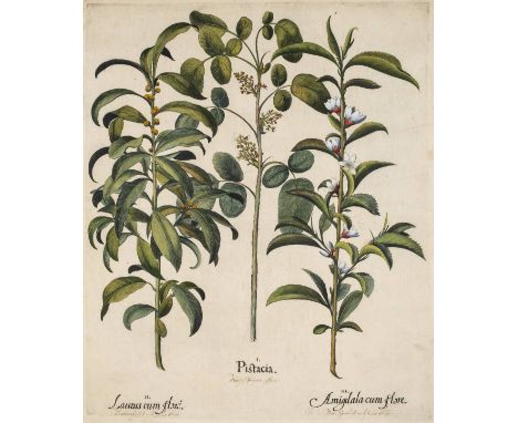 *Besler (Basilius). Pistacia, Thalictrum flore incarnato..., Reseda Plinnii..., & Linaria aurea..., [from Hortus Eystettensis