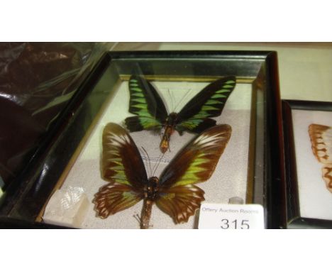 Three vintage cases of butterflies (CITES approved)
