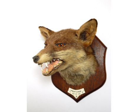 Taxidermy: A Red Fox Mask (Vulpes vulpes), circa 20/04/1958, by Thomas Salkeld and Child, Station Buildings, Carnforth, an ad