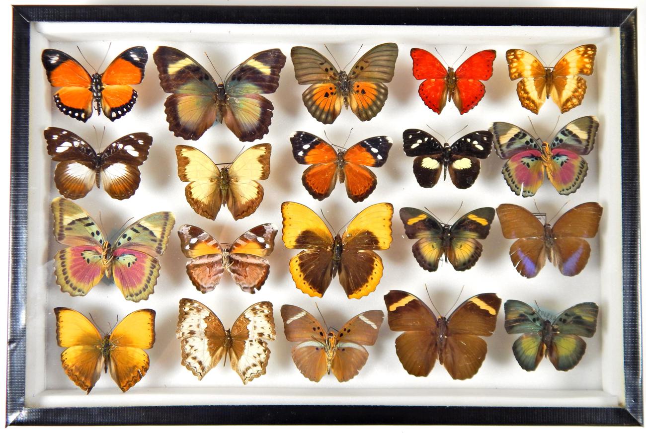 Entomology A Pair of Glazed Displays of African Butterflies, circa
