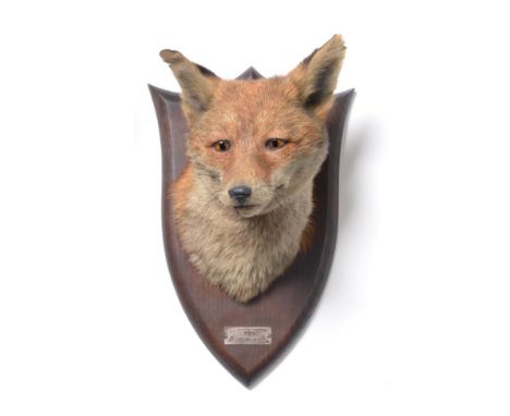 Taxidermy: A Red Fox Mask (Vulpes vulpes), circa Oct 12th 1932, by Peter Spicer &amp; Sons, Taxidermists, Leamington, an adul