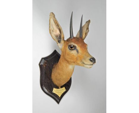 Taxidermy: South African Steenbok (Raphicerus campestris campestris), by Rowland Ward, The Jungle, 166 Piccadilly, London, ne