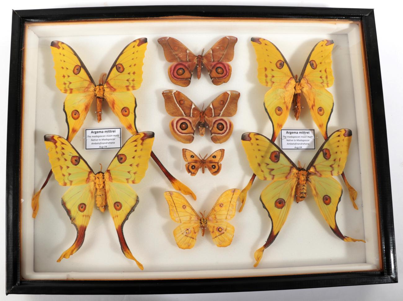 Lepidopterology A Large Glazed Case of Moths, circa 2004, Madagascar