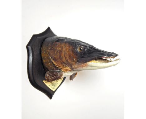Taxidermy: A Preserved Northern Pike Head Mount (Esox lucius), circa 1956, by Rowland Ward, The Jungle, 166 Piccadilly, Londo