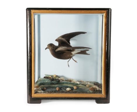 Taxidermy: A Victorian Cased Fork-Tailed Storm Petrel (Oceanodroma furcata), by James Hutchings, of Aberystwyth, full mount i