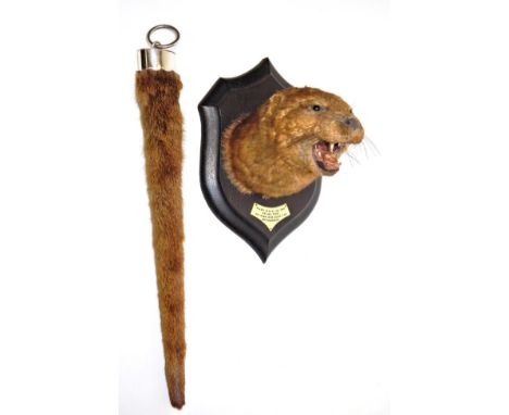 Taxidermy: A Eurasian Otter Mask and Tail Rudder (Lutra lutra), circa 13/06/1921, by Rowland Ward, 166 Piccadilly, London, an