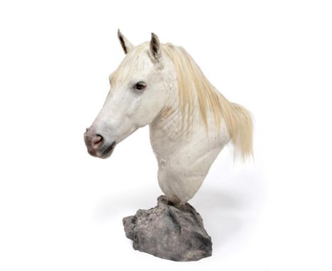 Taxidermy: A High Quality Light Grey Horse Shoulder Mount on Pedestal (Equus ferus caballus), modern, turning slightly to the