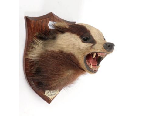 Taxidermy: A European Badger Mask (Meles meles), circa Jan. 28. 1942, by Henry Murray &amp; Sons, 6/8 Scotland Road, Carnfort