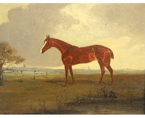 20th century English school, portrait of a pure breed horse,  oil on board, 20cm x 25cm .    