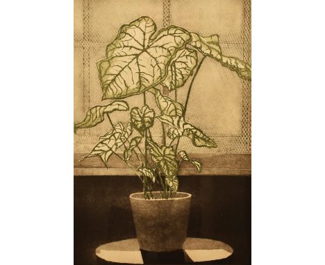 Tessa Beaver (1932-2018, British), coloured lithograph, 'Interior with white leaved plant', signed to the lower right, limite