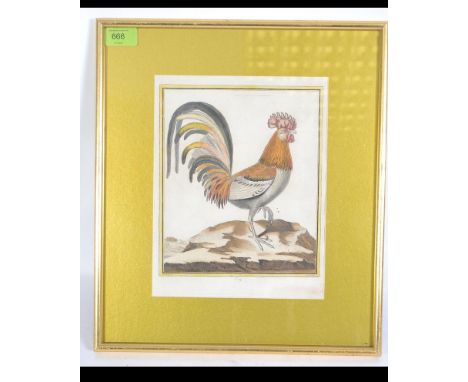 A framed and glazed hand coloured lithograph titled ' Coq ' of a French Cockerell in a proud pose. Measures: 22cms high x 19c