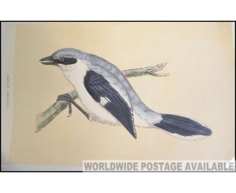 A collection of early 20th century loose hand painted lithograph prints - birds to include many various types
