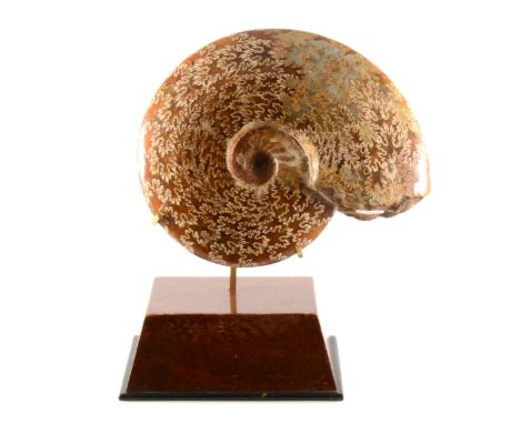 A mounted Cleoniceras Ammonite, Cretaceous period, Majunga Basin, Madagascar, polished displaying articulated suture in honey