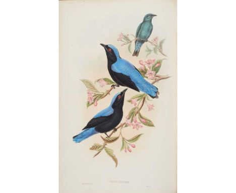 Gould, John The Birds of Asia. Part XXXI [and:] XXXII London: for the author, 1879. 2 parts in 1 volume, large folio (55.5 x 