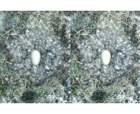 Roni Horn (American, b.1955) To Nest digital ink-jet print in colours, published by Counter Editions 2001, numbered 22/100 ve