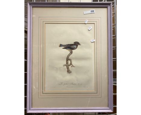 ORNITHOLOGICAL (BIRD) PRINT FROM 1806 BY JAQUES BARRABAND - PUBLISHED BY ROUSSET, ILLUSTRATED BY GREMILLIER ''LE PETITE JASEU