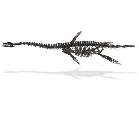 Natural History: A very rare three dimensional Plesiosaur skeleton  Lower Lias Formation, Lyme Regis, Dorset, approx. 205 mil