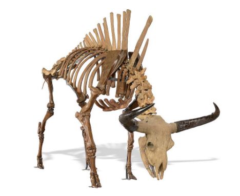 Natural History: A rare skeleton of an Aurochs (Bos primigenius)  194cm high by 282cm long, horn spread 118cm  The skeleton i