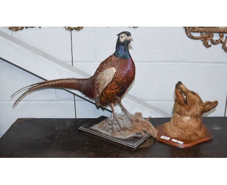 Taxidermy: European Red Fox on Sheild, by F.E Potter Leicester, together with full mount ring-necked phesant cockbird (2)